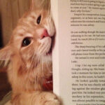 Cats That Just Don t Want Humans To Get Any Reading Done 35 Pics