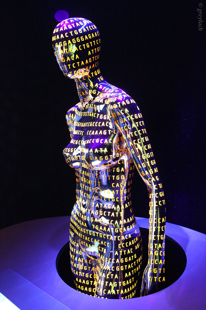 Human Genome Mannequin The Smithsonian s Museum Of Natural Flickr
