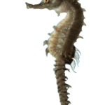 Images Download Seahorse Png Free 24554 Free Icons And PNG Backgrounds