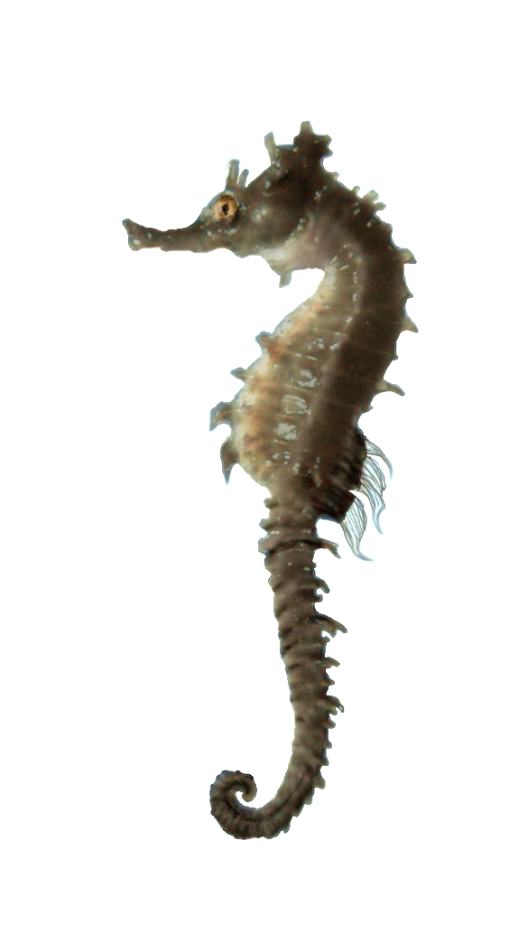 Images Download Seahorse Png Free 24554 Free Icons And PNG Backgrounds