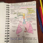 Note Taking Strategy For Anatomy Class Nursing School Notes Medical