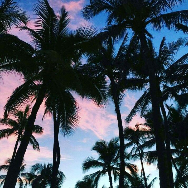 Pin By Amber Ramirez On Palm Palm Trees Tumblr Summer Vibes Friends 